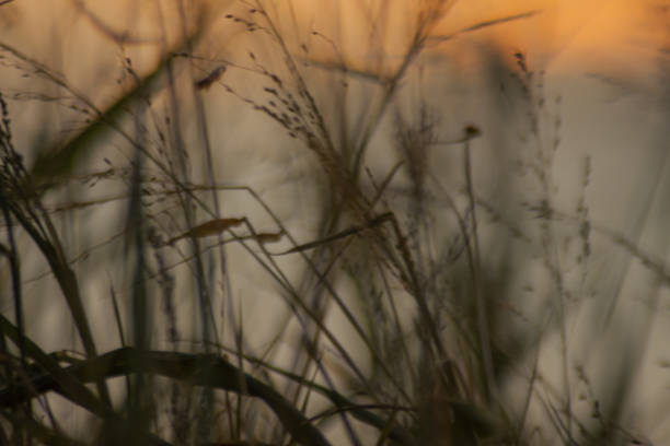 istock Blur background plants and golden sky background 1371031885