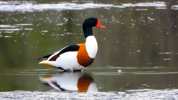 die brandgans (tadorna tadorna) ist eine vogelart aus der gattung der brandgänse (tadorna). - gattung kasarkas stock-fotos und bilder