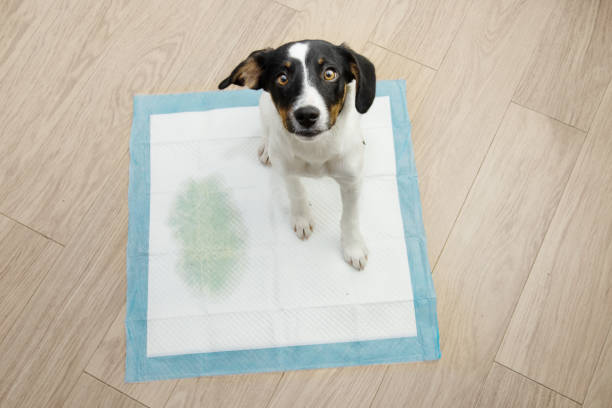 portrait chiot chien assis sur un tapis d’entraînement au pipi avec un endroit regardant vers le haut sur le plancher en bois. - rat race photos et images de collection