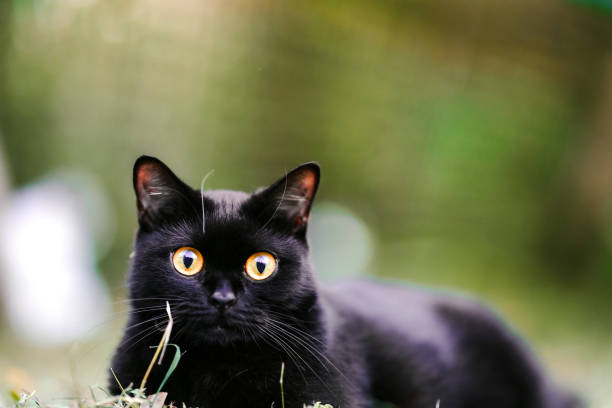 istock A cute black-haired Scottish Fold cat looking at the camera with innocent eyes. 1371033410