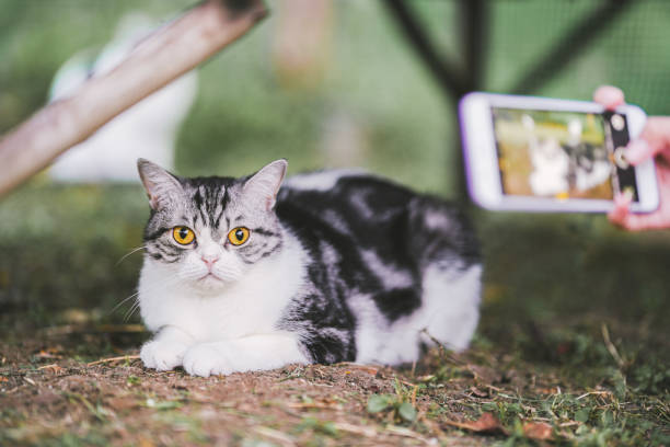 istock Scottish Fold cat sitting on grass and being photographed with a mobile camera. 1371033434