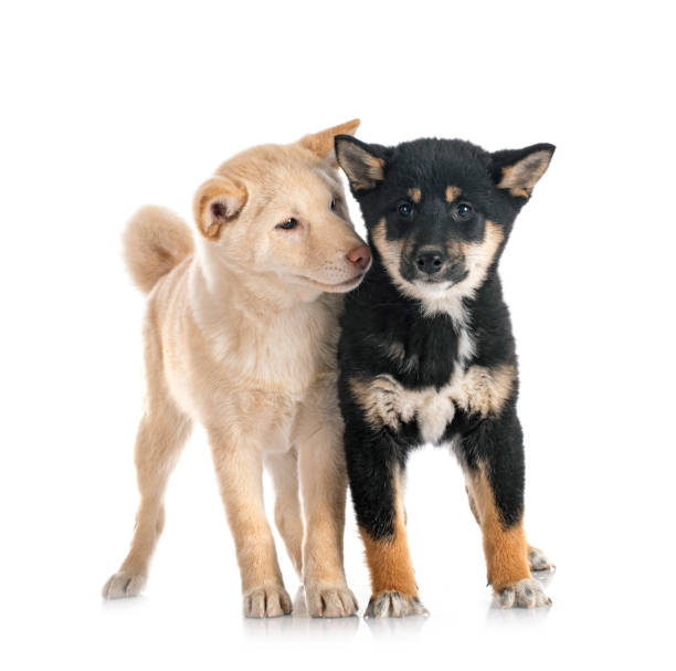 shiba inus in studio shiba inus in front of white background shiba inu black and tan stock pictures, royalty-free photos & images