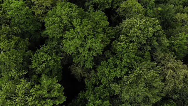 Top view of trees swaying in the wind in a dense summer forest. Green crowns of deciduous trees aerial view in windy weather