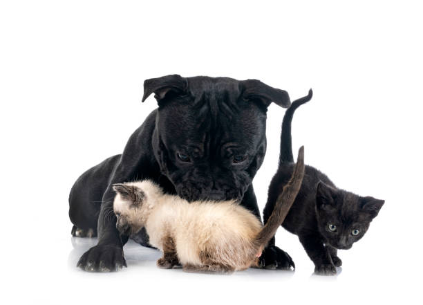 istock staffordshire bull terrier and kitten 1371034971