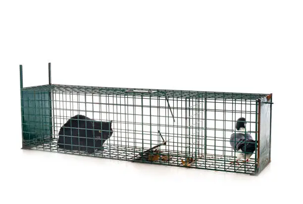 Photo of trap cage in studio