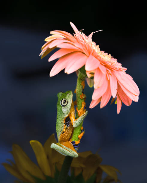 istock The Green Tree Frog Rhacophorus reinwardtii 1371036020