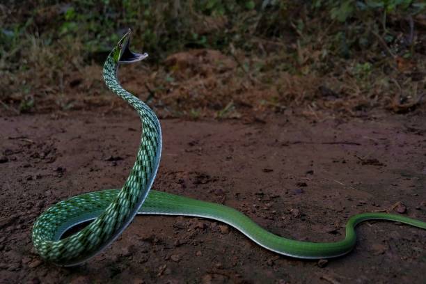 Attacking moves of angry snake