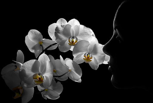 Women smelling an orchid with backlighting isolated on black.