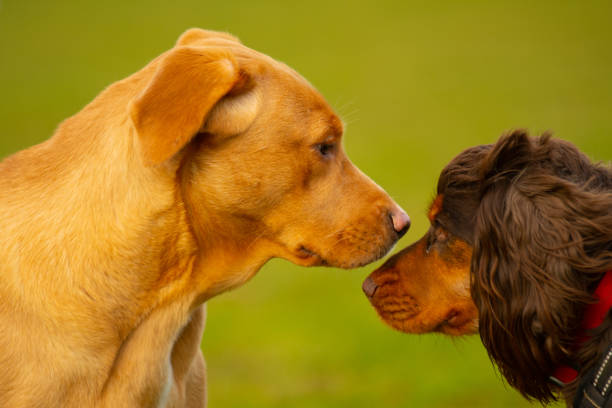 istock Brown and black dogs looking at eachother 1371037697