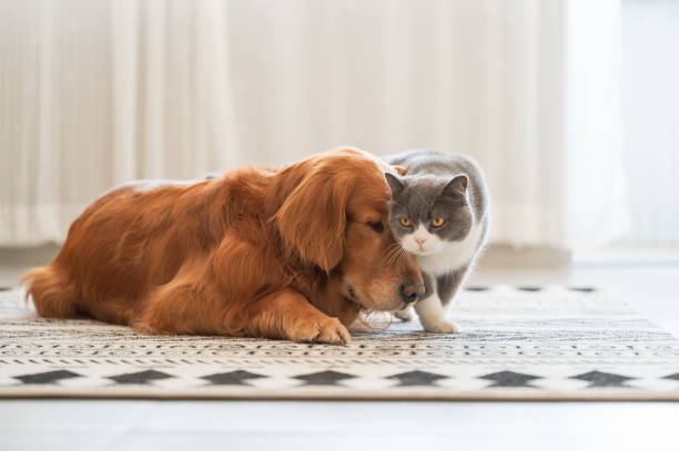 istock British Shorthair rubs golden retriever's head 1371038973