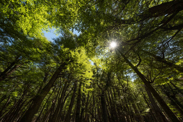 istock Bosque Patagonico 1371039301