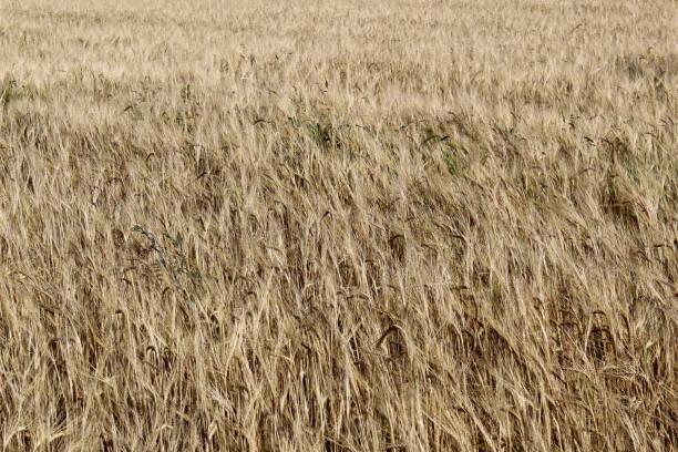 istock Wheat field on a sunny summer day with 1371039862