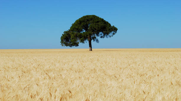 istock the wheat is ripening in the sunny field 1371039915