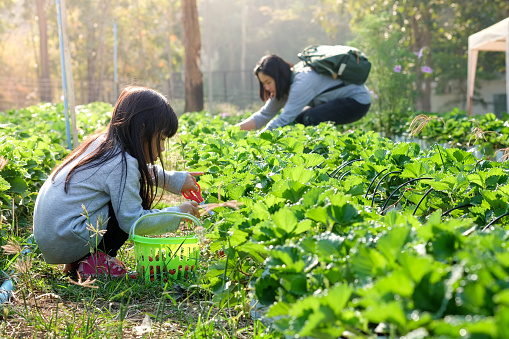Asian child girl and mother picking strawberry fruit in the garden