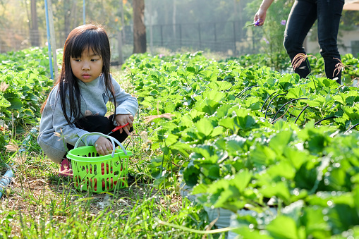 Asian child girl collecting strawberry fruit in garden