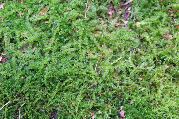 istock Green juicy grass, top view, texture 1371040691