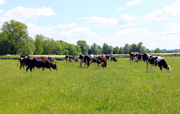 istock Cows graze on a meadow on a hot day 1371040822