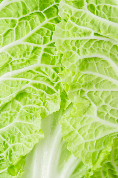 istock leaf of fresh chinese cabbage or napa cabbage texture, studio macro shot. 1371041290