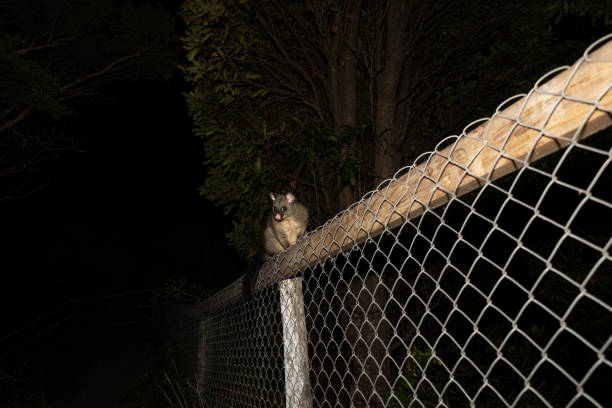 Brushtaile possum on fence Brushtail possum on fence at night with pink nose and ears and big eyes possum nz stock pictures, royalty-free photos & images