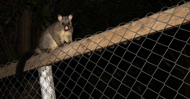 Possum being wary and careful on fence in dark Possum being wary and careful on fence in dark of night possum nz stock pictures, royalty-free photos & images