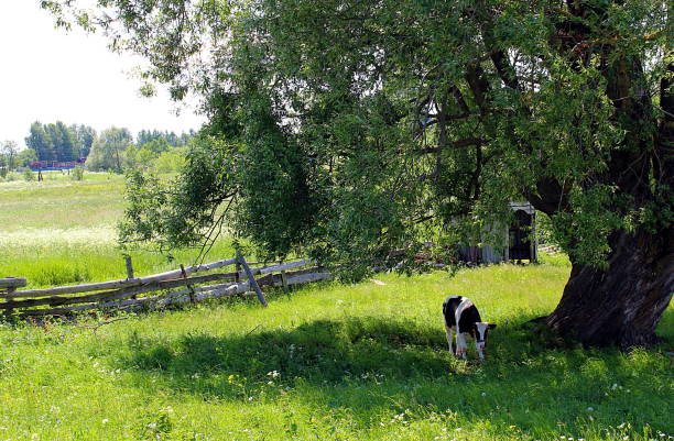 The calf is hiding from the heat under the tree