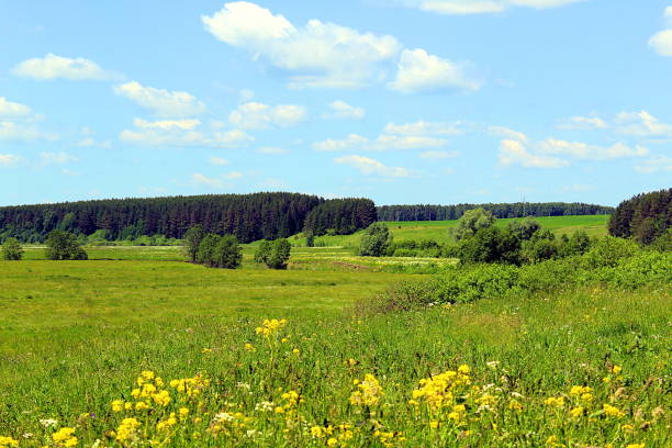 Summer landscape field forest clear weather flowers