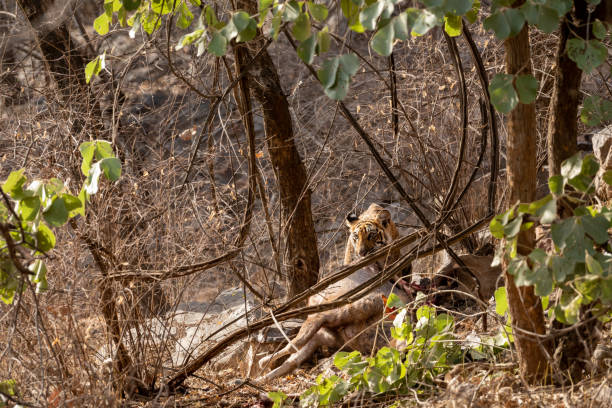 tigre macho salvaje de bengala cazando ciervos sambar matan. tigre desgarra la piel del ciervo y alimentación cadáver de animal en ranthambore parque nacional reserva forestal india - panthera tigris tigris y rusa unicolor - fittest fotografías e imágenes de stock