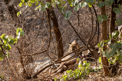 wild bengal male tiger hunting sambar deer kill. tiger tear deer skin and feeding carcass of animal at ranthambore national park forest reserve india - panthera tigris tigris and rusa unicolor