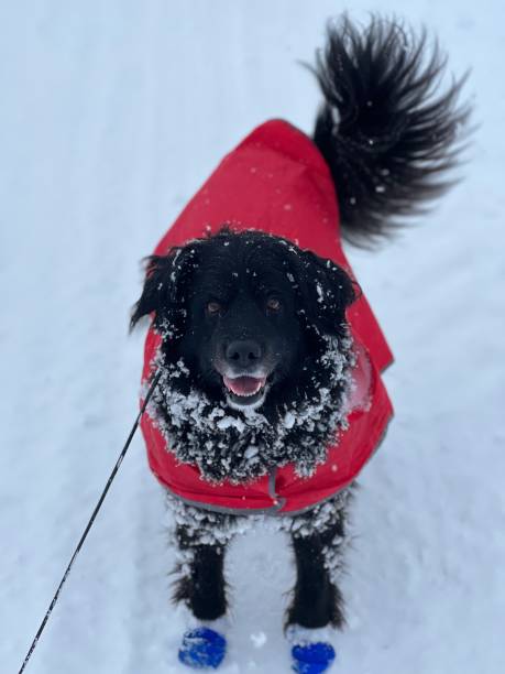 もっと雪玉をお願いします - dog tail shaking retriever ストックフォトと画像