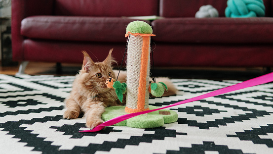 cat playing with cat toy in an apartment.