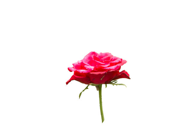 Red rose flower blossoming head with stem and leaves side view isolated on white