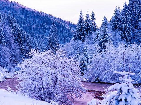 snow-covered tree standing in the evening against the background of the forest in winter