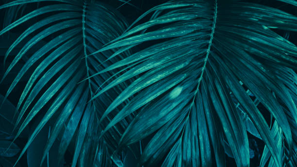 istock blue palm leaf, dark nature background 1371044660