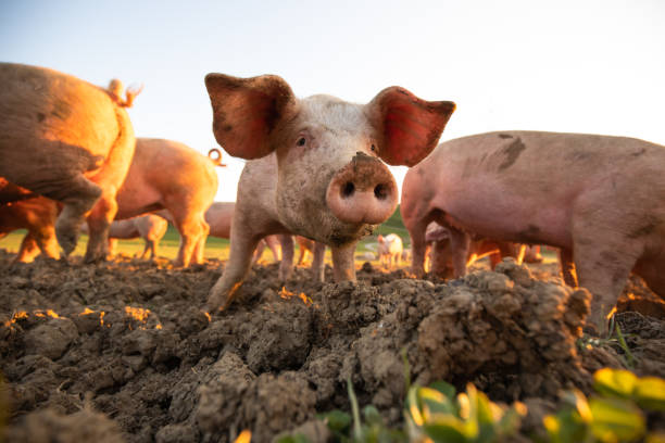 Pigs eating on a meadow in an organic meat farm stock photo