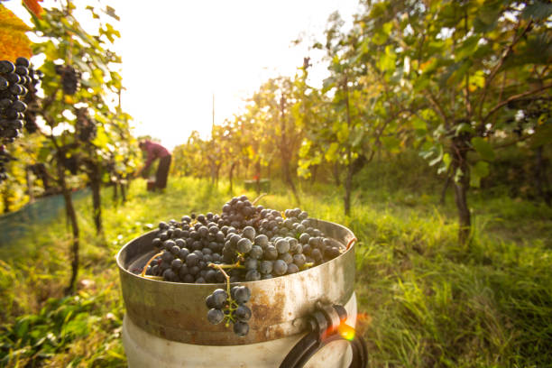 Freshly harvested red grapes in a pannier on a  vineyard stock photo