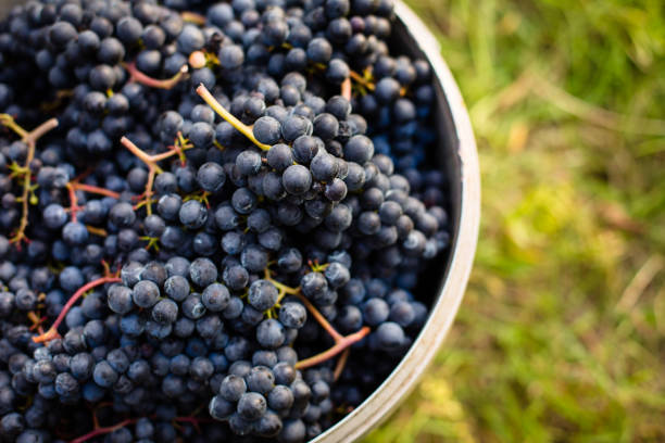 istock Freshly harvested red grapes in a pannier on a  vineyard 1371046440