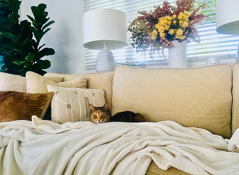Horizontal still life of purring tabby cat looking at camera on cream lounge with plush pillows and throw rug in neutral tones with flowers and lamps