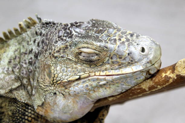 istock Iguana head with eyes closed on a branch 1371047667