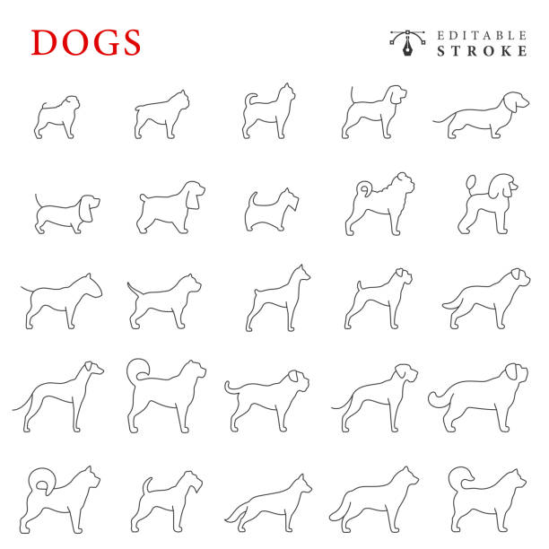 ilustraciones, imágenes clip art, dibujos animados e iconos de stock de conjunto de iconos de línea de perros. trazo editable. - black labrador black dog retriever