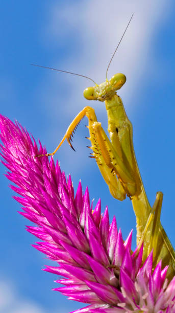 istock Praying Mantis, Tropical Rainforest, Costa Rica 1371050925
