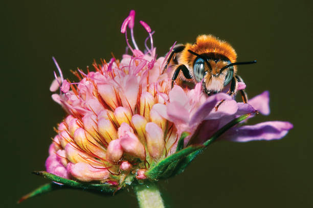 istock Bee, Sierra de Guadarrama National Park, Spain 1371050977