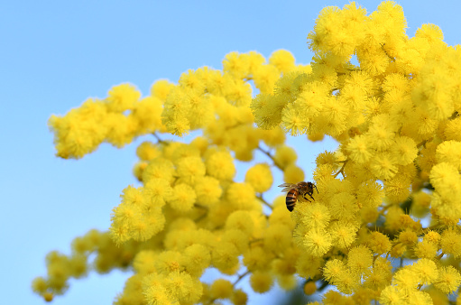Bee pollinating a flowering mimosa in February.