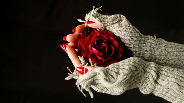 Women's hands holding red rose on black background. Unrecognizable woman with red manicure in stylish knitted gloves showing rosebud. Concept of beauty and romantic