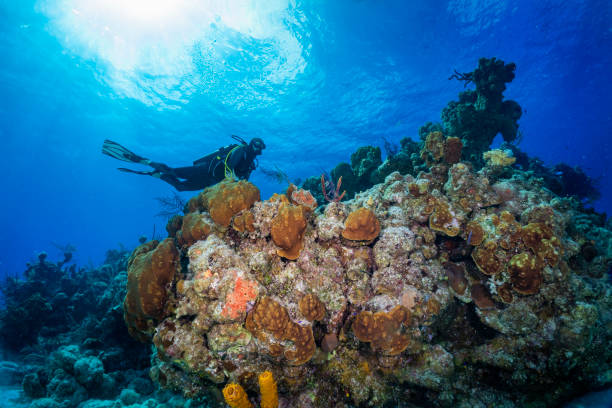 istock Underwater coral landscape with a scuba diver, Bahamas 1371051753