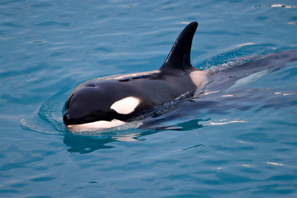 istock killer whale swimming in blue water 1371051811