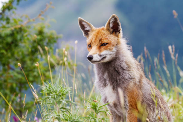 Red fox in the mountains of Italy: European wildlife stock photo