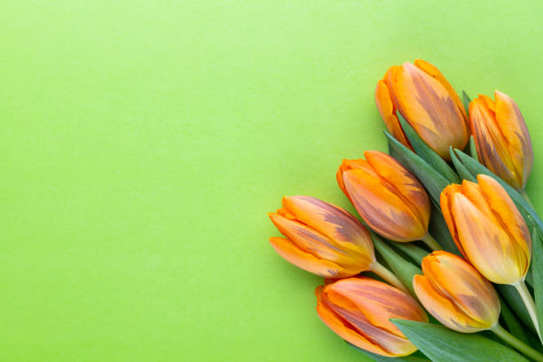 Orange tulips on the colored background, with copy space.