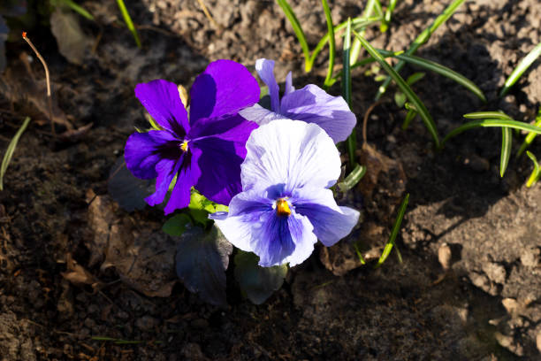 Pansy (Viola x Wittrockiana) is a large-flowered hybrid plant, cultivated as a garden flower.