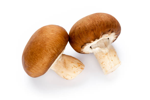 Fresh champignon mushrooms isolated on white.