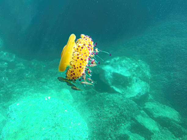 istock Mediterranean Jellyfish in sea background 1371053257